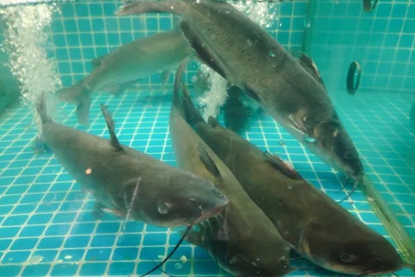 钳鱼的特点，身体较长且前部宽于后部