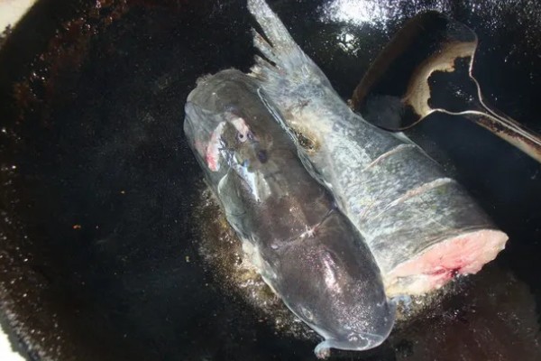 钳鱼的特点，身体较长且前部宽于后部