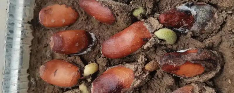 榴莲育苗方法，撒播种子后要浇水覆膜