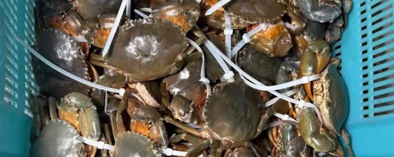 青蟹是淡水还是海水蟹，属于海水蟹