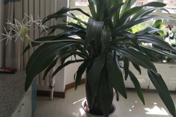 文殊兰的浇水方法，生长茂盛期每隔2-4天浇水一次