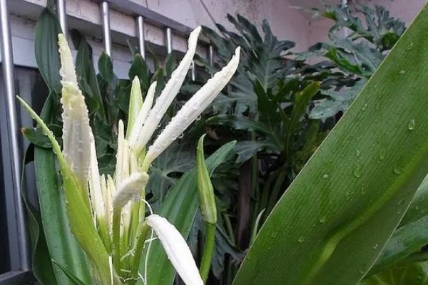 文殊兰的浇水方法，生长茂盛期每隔2-4天浇水一次