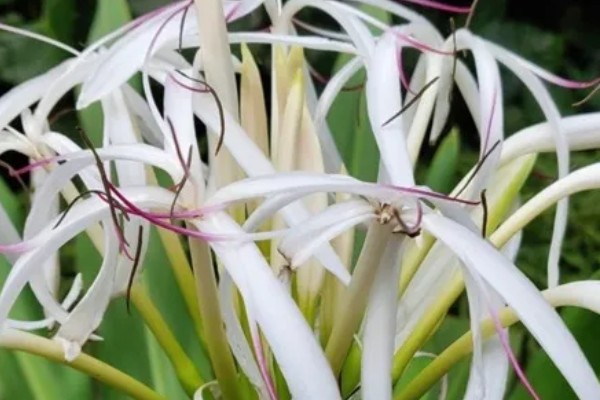 文殊兰的浇水方法，生长茂盛期每隔2-4天浇水一次