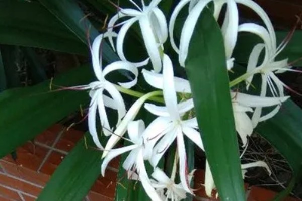 文殊兰的浇水方法，生长茂盛期每隔2-4天浇水一次