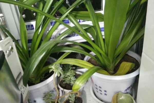 文殊兰的浇水方法，生长茂盛期每隔2-4天浇水一次