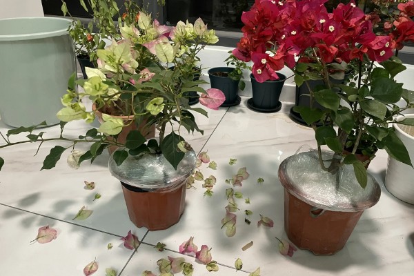 三角梅掉花的解决办法，开花时尽可能不要浇水