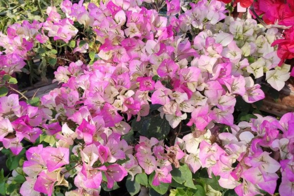 三角梅掉花的解决办法，开花时尽可能不要浇水