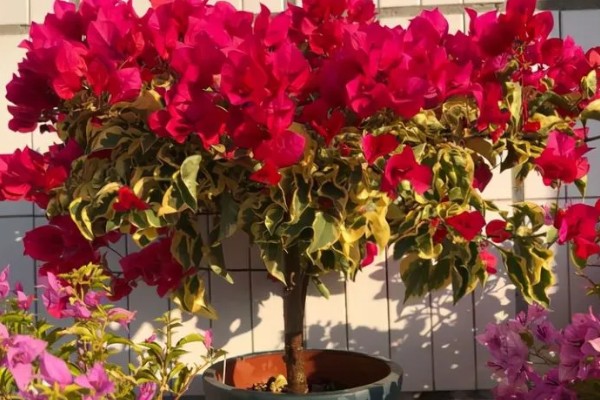 三角梅掉花的解决办法，开花时尽可能不要浇水