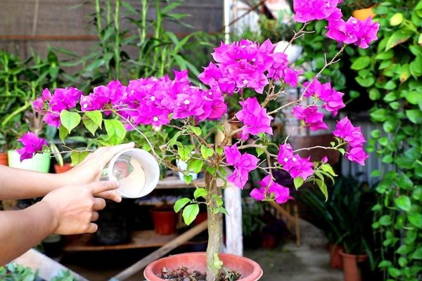 三角梅掉花的解决办法，开花时尽可能不要浇水