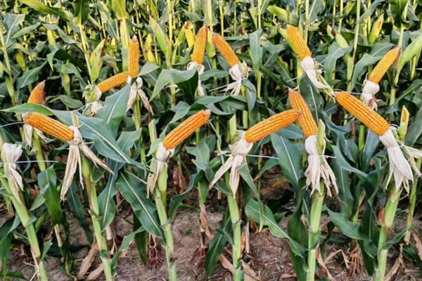 士惠623玉米种简介，生长周期在103天左右