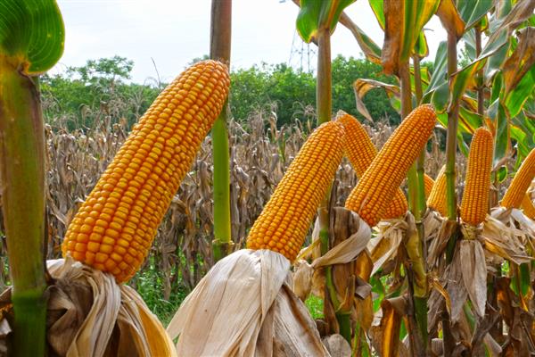 士惠623玉米种简介，生长周期在103天左右