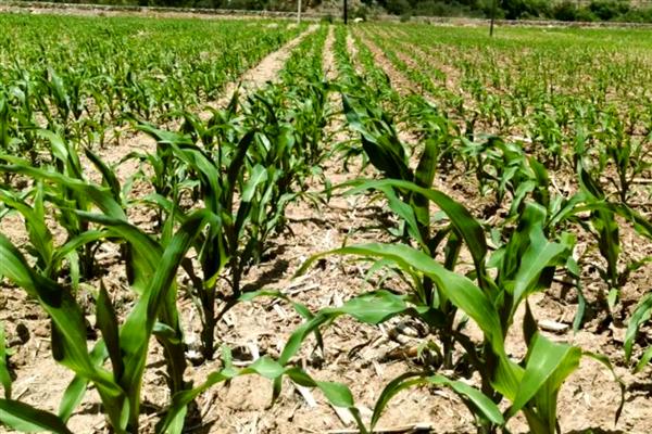 士惠623玉米种简介，生长周期在103天左右