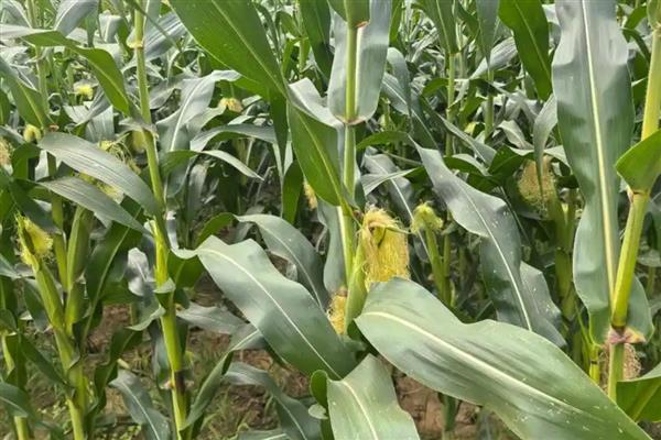 士惠623玉米种简介，生长周期在103天左右