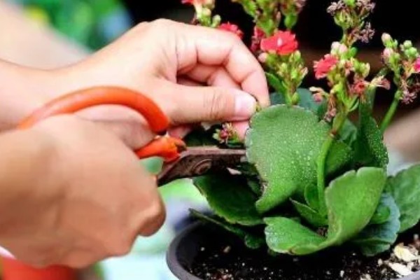 长寿花开完花怎么养护，剪除残花并追施肥料