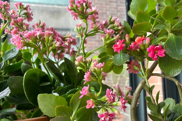 长寿花开完花怎么养护，剪除残花并追施肥料