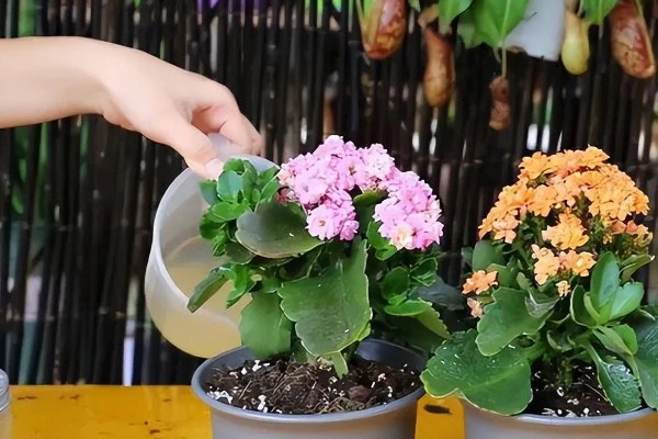 长寿花开完花怎么养护，剪除残花并追施肥料