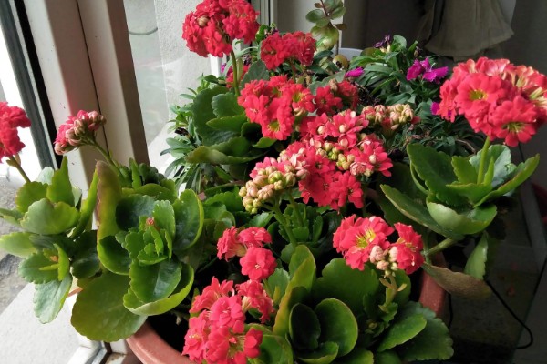 长寿花开完花怎么养护，剪除残花并追施肥料