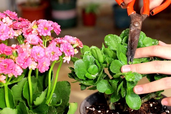 长寿花开完花怎么养护，剪除残花并追施肥料