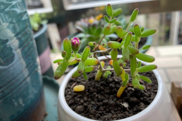 枝干番杏如何养殖，选择透气性能好的瓦盆种植