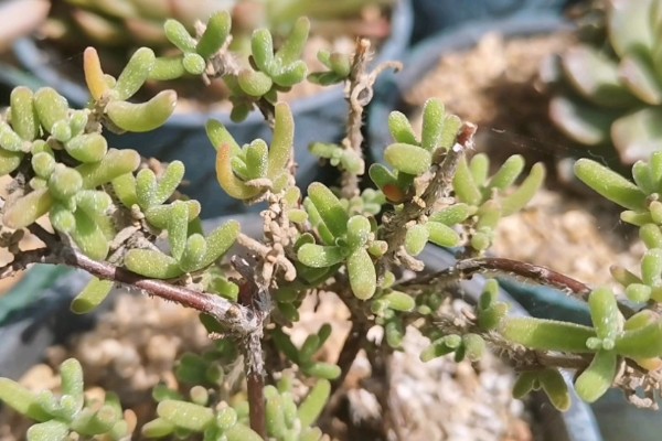 枝干番杏如何养殖，选择透气性能好的瓦盆种植