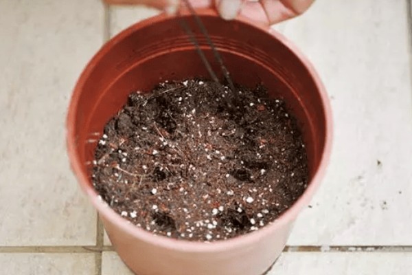 枝干番杏如何养殖，选择透气性能好的瓦盆种植