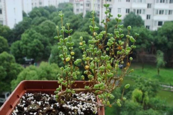枝干番杏如何养殖，选择透气性能好的瓦盆种植