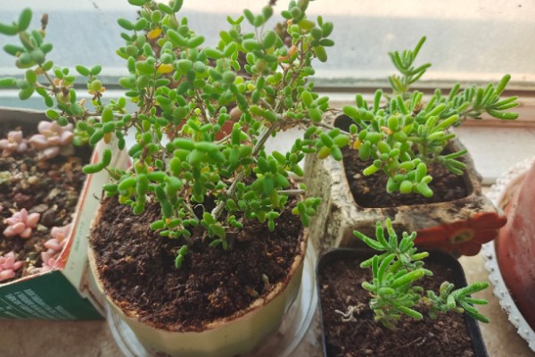 枝干番杏如何养殖，选择透气性能好的瓦盆种植