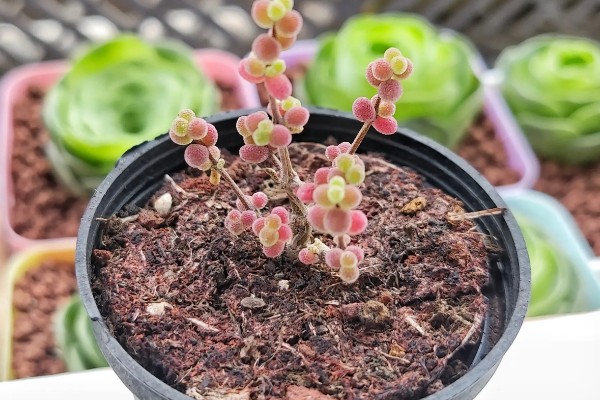 枝干番杏如何养殖，选择透气性能好的瓦盆种植