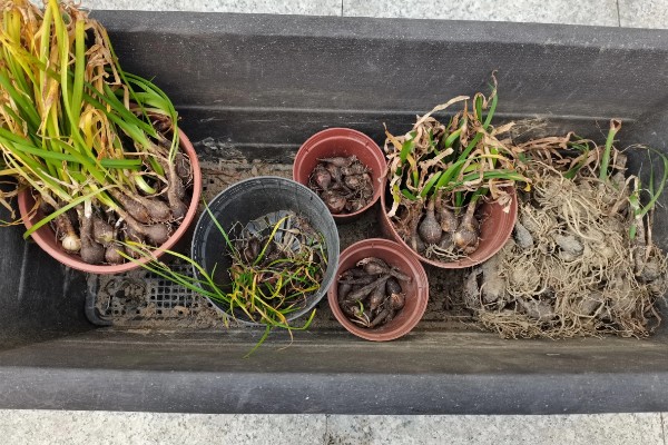 怎么种风雨兰球根,在每年的春天进行