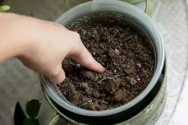 怎么种风雨兰球根,在每年的春天进行