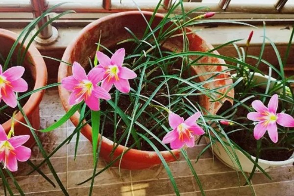 怎么种风雨兰球根,在每年的春天进行