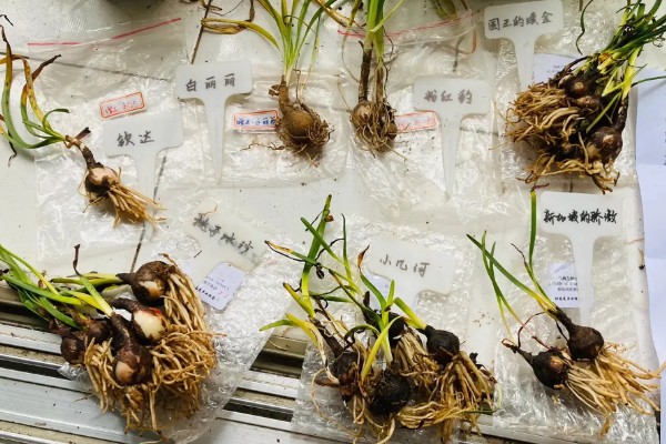 怎么种风雨兰球根,在每年的春天进行