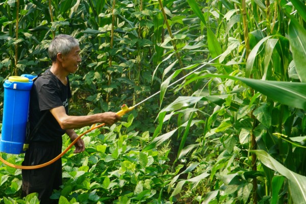 玉米下部叶片黄枯如何治疗,可喷施叶枯灵等