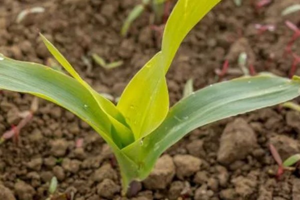 玉米下部叶片黄枯如何治疗,可喷施叶枯灵等