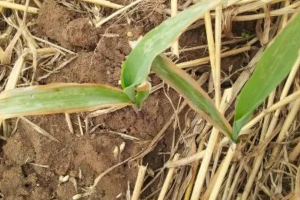 玉米下部叶片黄枯如何治疗,可喷施叶枯灵等