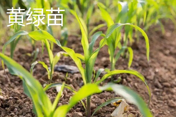 玉米下部叶片黄枯如何治疗,可喷施叶枯灵等