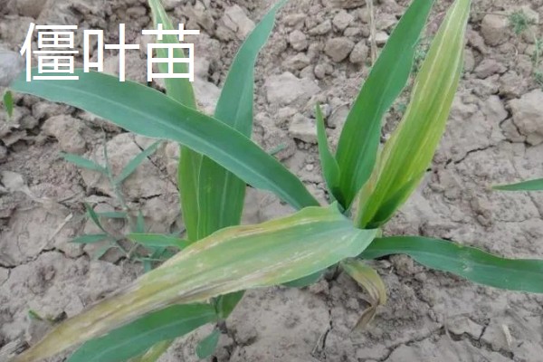 玉米下部叶片黄枯如何治疗,可喷施叶枯灵等