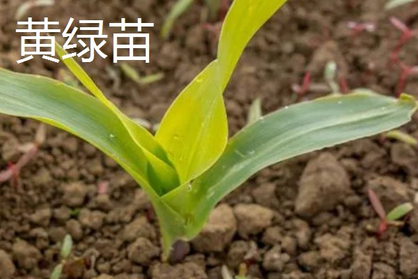 玉米下部叶片黄枯如何治疗,可喷施叶枯灵等