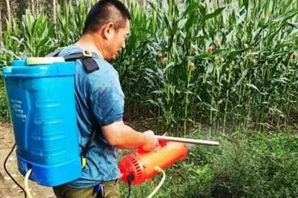 玉米下部叶片黄枯如何治疗,可喷施叶枯灵等