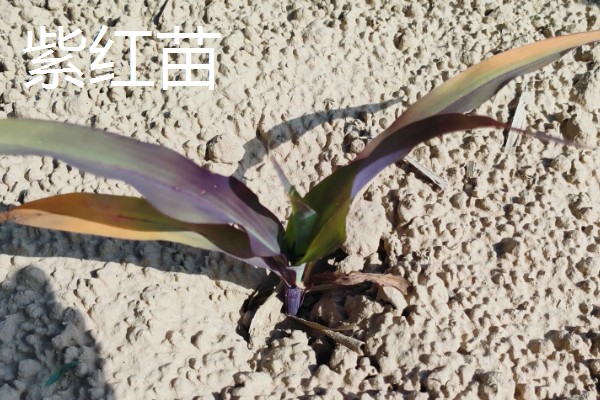 玉米下部叶片黄枯如何治疗,可喷施叶枯灵等