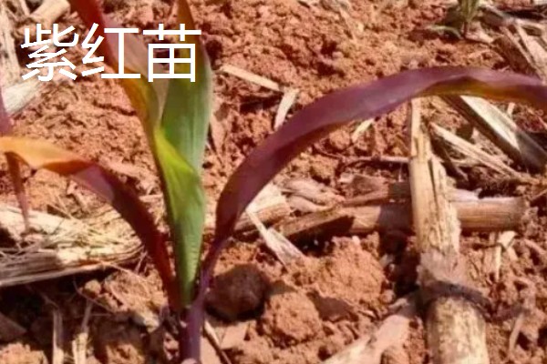 玉米下部叶片黄枯如何治疗,可喷施叶枯灵等