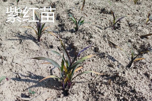 玉米下部叶片黄枯如何治疗,可喷施叶枯灵等