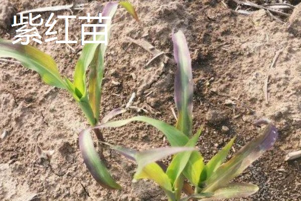 玉米下部叶片黄枯如何治疗,可喷施叶枯灵等