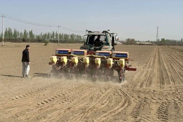 玉米下部叶片黄枯如何治疗,可喷施叶枯灵等