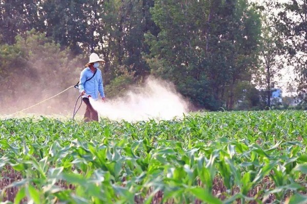 玉米下部叶片黄枯如何治疗,可喷施叶枯灵等