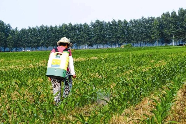 玉米下部叶片黄枯如何治疗,可喷施叶枯灵等