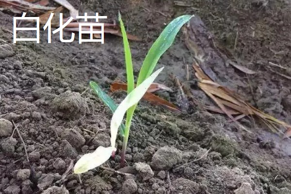 玉米下部叶片黄枯如何治疗,可喷施叶枯灵等