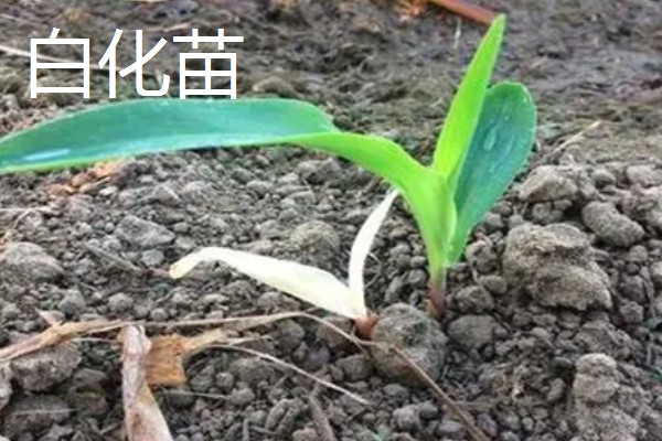 玉米下部叶片黄枯如何治疗,可喷施叶枯灵等