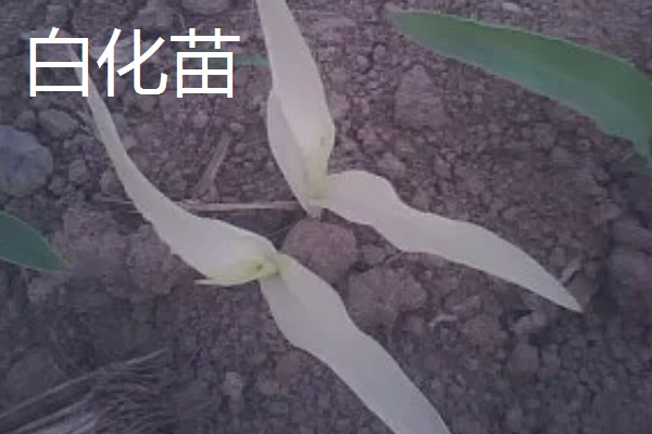 玉米下部叶片黄枯如何治疗,可喷施叶枯灵等