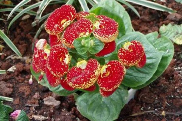 蒲包花怎么养殖，定期通风才能让它健康生长